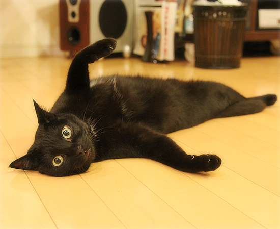 祈る猫_a0389088_17361251.jpg