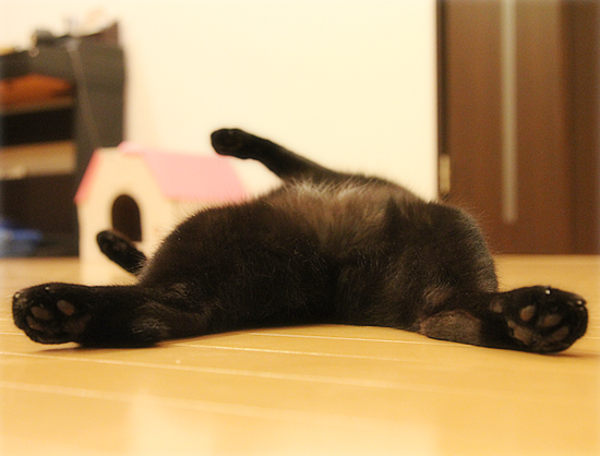 祈る猫_a0389088_17361280.jpg