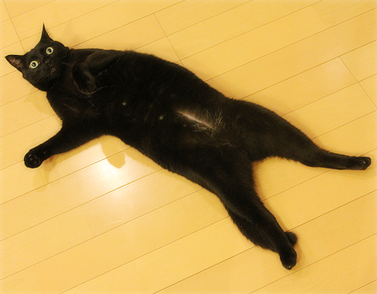 祈る猫_a0389088_17361291.jpg