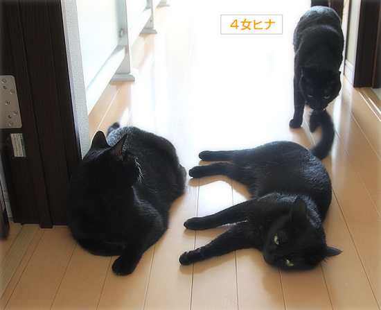 不器用な家族_a0389088_17361501.jpg