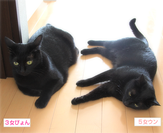 不器用な家族_a0389088_17361525.jpg