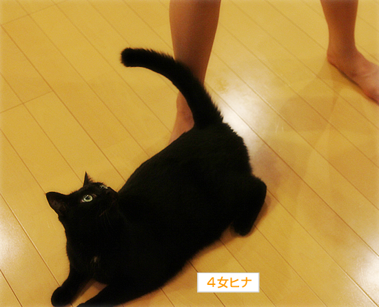 モムチャンダイエット_a0389088_17361696.jpg