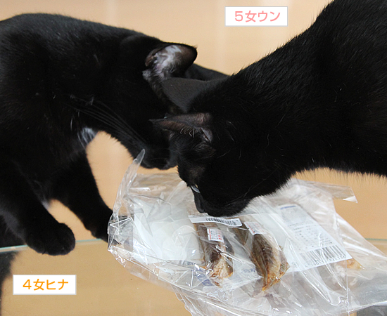 ちょっと小さめ_a0389088_17362277.jpg