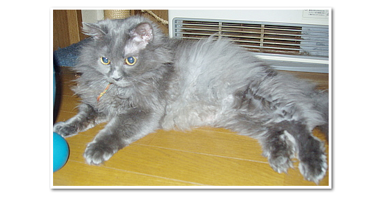 抜糸…そしてデブ猫への道へ…(迷子猫のおしらせ)_a0389088_17362384.jpg