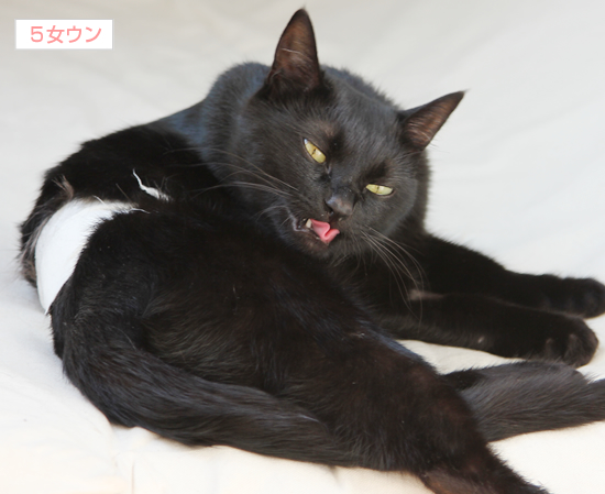 抜糸…そしてデブ猫への道へ…(迷子猫のおしらせ)_a0389088_17362403.jpg