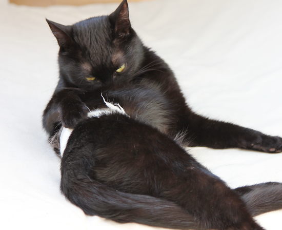 抜糸…そしてデブ猫への道へ…(迷子猫のおしらせ)_a0389088_17362444.jpg
