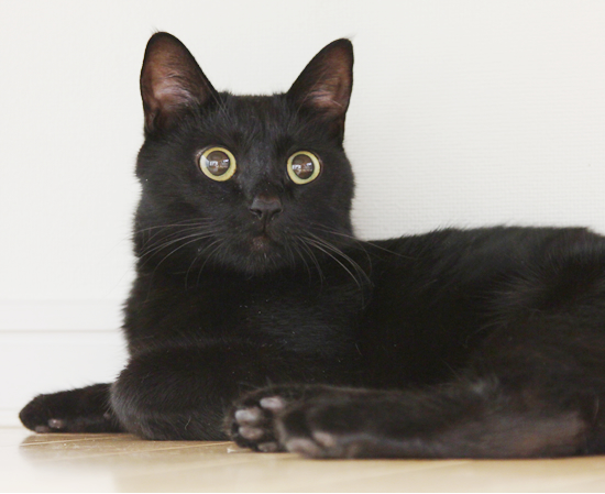 抜糸…そしてデブ猫への道へ…(迷子猫のおしらせ)_a0389088_17362449.jpg