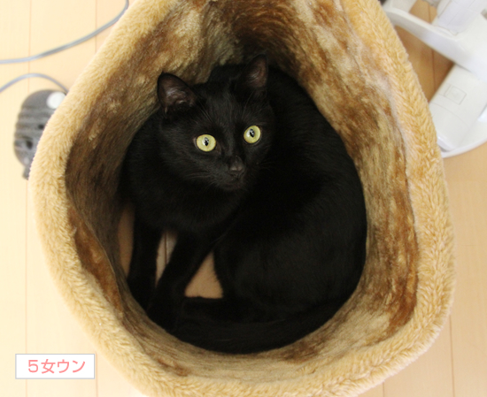 猫巻き_a0389088_17362602.jpg