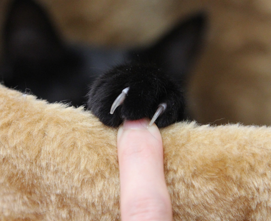猫巻き_a0389088_17362636.jpg