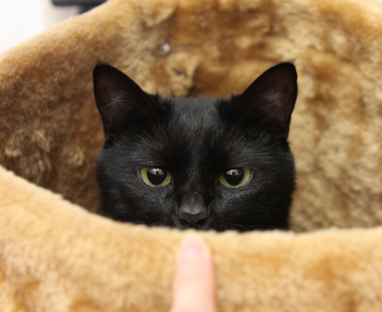 猫巻き_a0389088_17362668.jpg