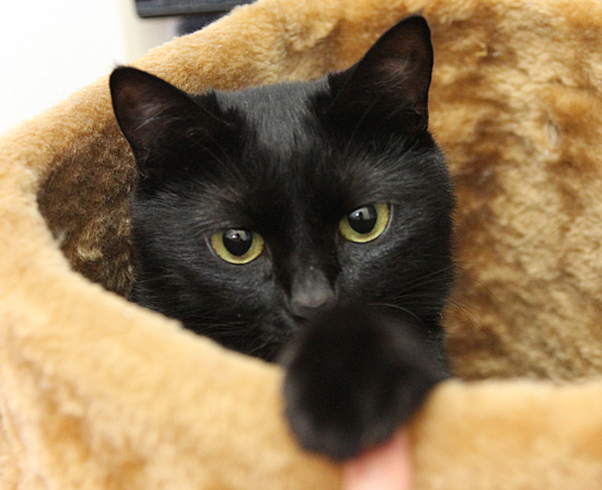 猫巻き_a0389088_17362697.jpg