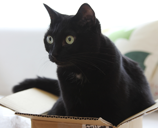 黒猫たちのカラフル_a0389088_17362710.jpg