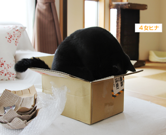 黒猫たちのカラフル_a0389088_17362719.jpg