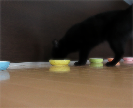 黒猫たちのカラフル_a0389088_17362720.jpg