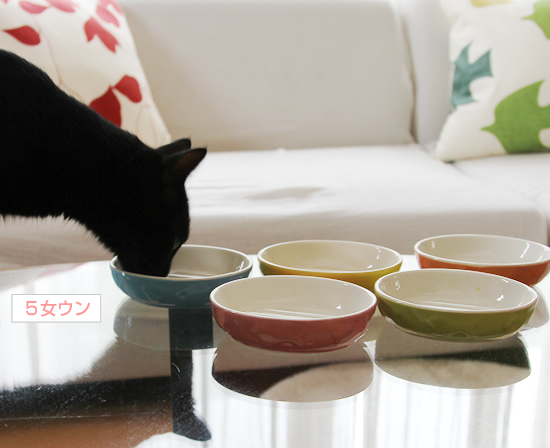 黒猫たちのカラフル_a0389088_17362770.jpg
