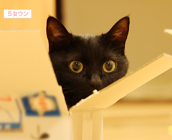 結膜炎…病気がつなぐ絆_a0389088_17362972.jpg