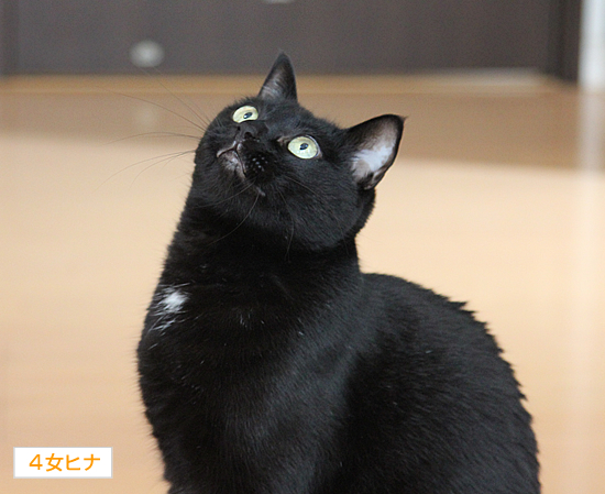 飛ぶ猫_a0389088_17363104.jpg