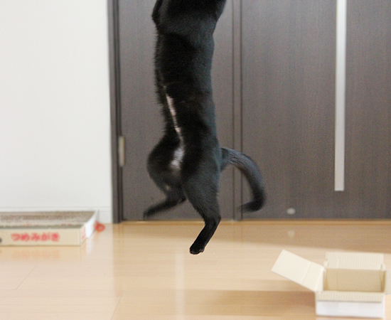 飛ぶ猫_a0389088_17363140.jpg