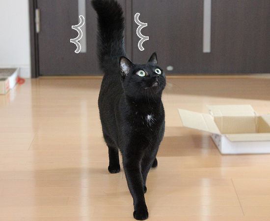 飛ぶ猫_a0389088_17363142.jpg