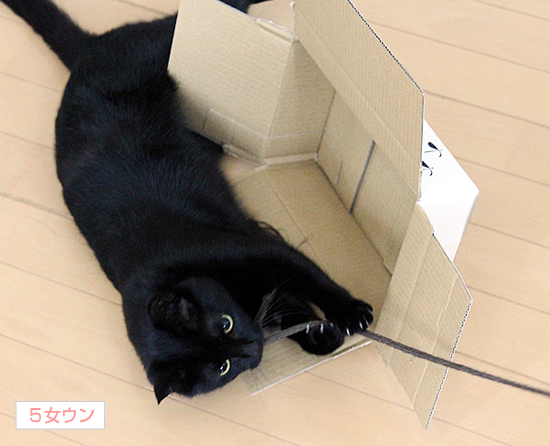 飛ぶ猫_a0389088_17363153.jpg