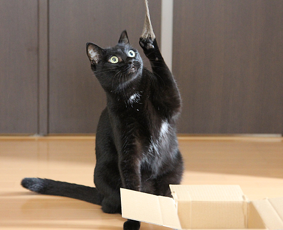 飛ぶ猫_a0389088_17363173.jpg