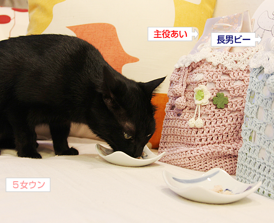 お供え(動物愛護法パブコメ〆切まで12日)_a0389088_17363750.jpg