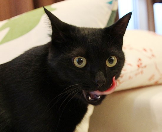 お供え(動物愛護法パブコメ〆切まで12日)_a0389088_17363876.jpg