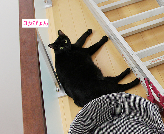 迫り来る黒(動物愛護法パブコメ〆切まで9日)_a0389088_17363990.jpg