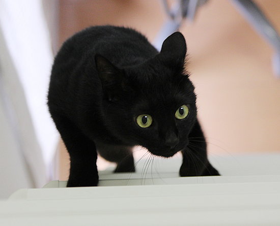 迫り来る黒(動物愛護法パブコメ〆切まで9日)_a0389088_17364045.jpg