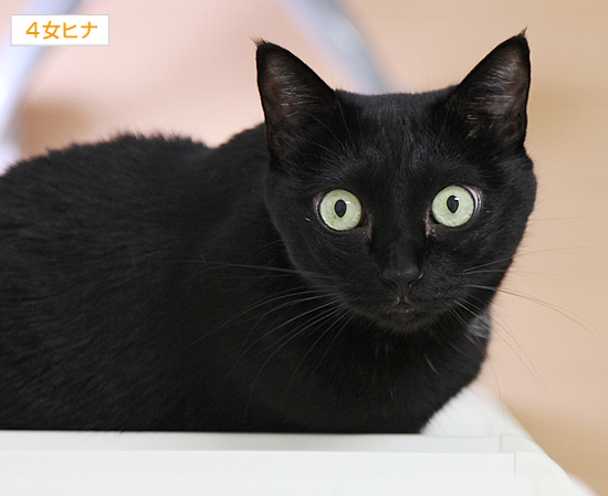迫り来る黒(動物愛護法パブコメ〆切まで9日)_a0389088_17364047.jpg
