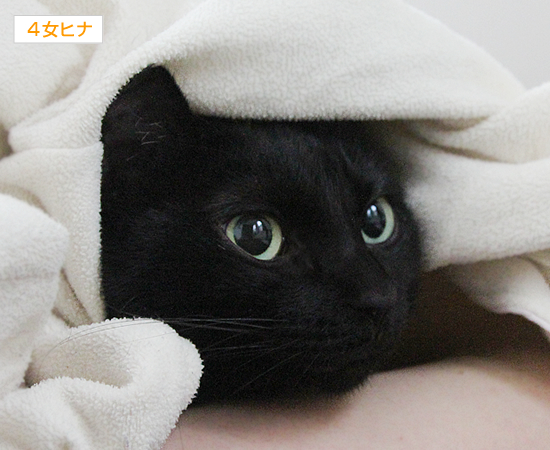 この腕の中(動物愛護法パブコメ〆切まで8日)_a0389088_17364062.jpg