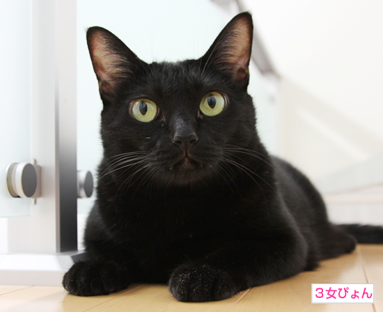迫り来る黒(動物愛護法パブコメ〆切まで9日)_a0389088_17364066.jpg