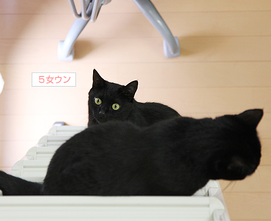 迫り来る黒(動物愛護法パブコメ〆切まで9日)_a0389088_17364097.jpg