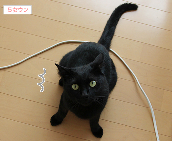 ★追記(印刷用パブコメ)あり/看病…かな(動物愛護法パブコメ〆切まで6日)_a0389088_17364208.jpg