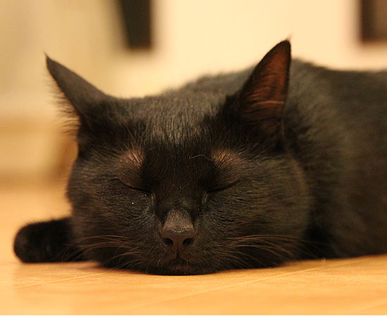 お供えしとく?(動物愛護法パブコメ〆切まで4日)_a0389088_17364435.jpg