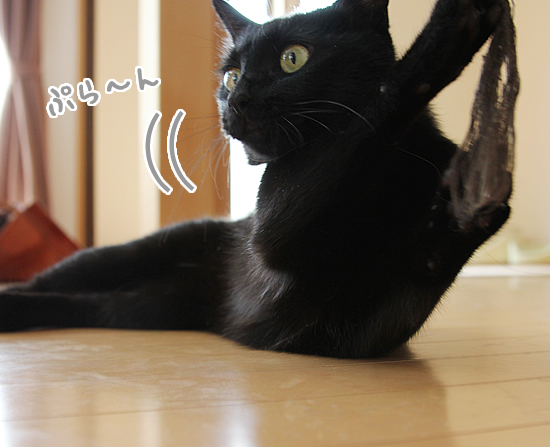 お供えしとく?(動物愛護法パブコメ〆切まで4日)_a0389088_17364448.jpg