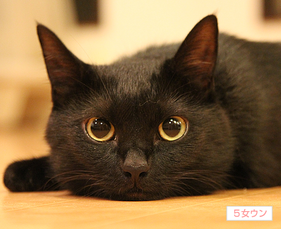 お供えしとく?(動物愛護法パブコメ〆切まで4日)_a0389088_17364468.jpg