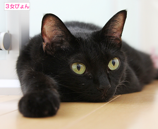 お供えしとく?(動物愛護法パブコメ〆切まで4日)_a0389088_17364485.jpg