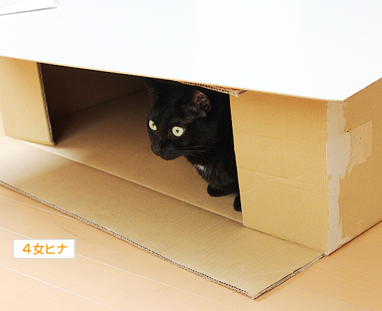 大きくなあれ(動物愛護法パブコメ、明日〆切!)_a0389088_17364616.jpg
