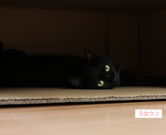 大きくなあれ(動物愛護法パブコメ、明日〆切!)_a0389088_17364730.jpg