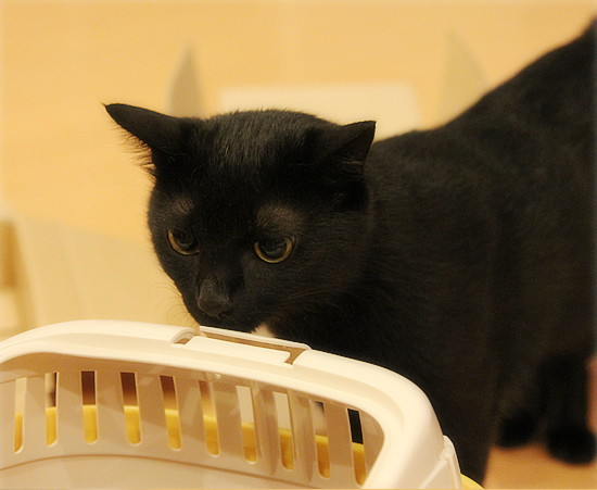 子猫登場!_a0389088_17365736.jpg