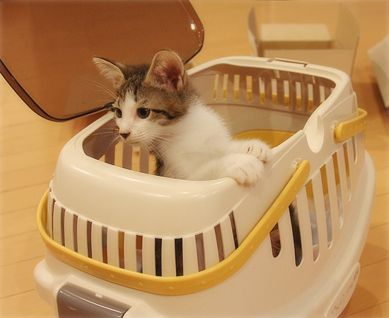子猫登場!_a0389088_17365761.jpg