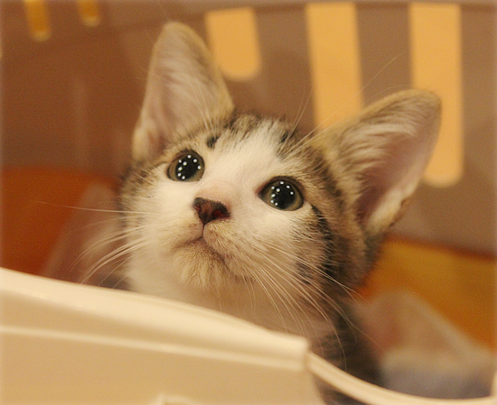 子猫登場!_a0389088_17365769.jpg