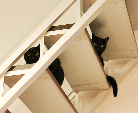 子猫14匹家族募集!_a0389088_17365810.jpg