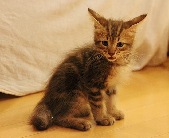 子猫14匹家族募集!_a0389088_17365898.jpg