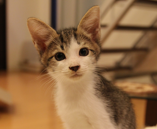 子猫14匹家族募集!_a0389088_17365899.jpg