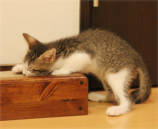 でかい猫、ちいさい猫、サイズが合わない猫…_a0389088_17370259.jpg
