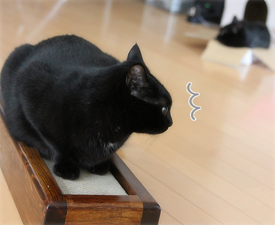 でかい猫、ちいさい猫、サイズが合わない猫…_a0389088_17370263.jpg