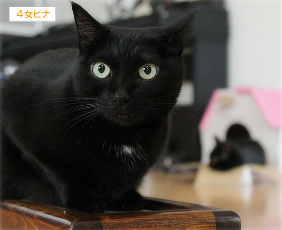でかい猫、ちいさい猫、サイズが合わない猫…_a0389088_17370290.jpg