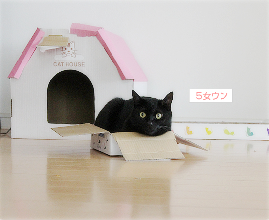 でかい猫、ちいさい猫、サイズが合わない猫…_a0389088_17370299.jpg